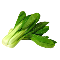 Bok Choy PNG Image