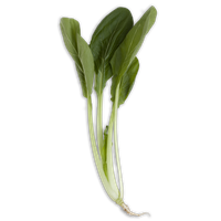 Bok Choy Transparent PNG Image
