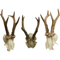 Bones File Transparent PNG Image