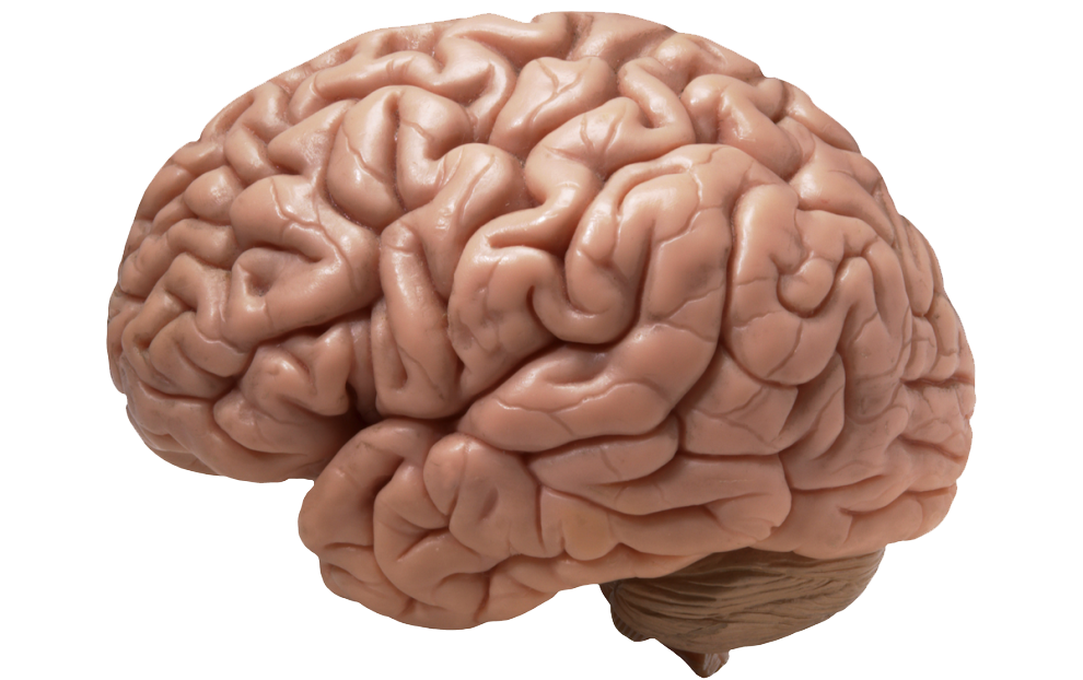 Brain Png Image Transparent PNG Image