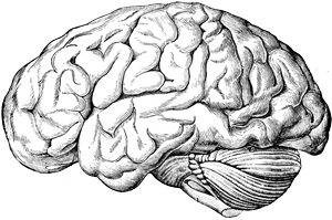 Brain Transparent PNG Image