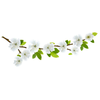 Branch Picture PNG Image