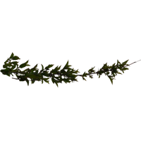 Branch Png Hd PNG Image