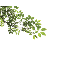 Branch Png PNG Image