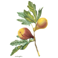 Plant Flower Tree Fruit Common Fig PNG Image