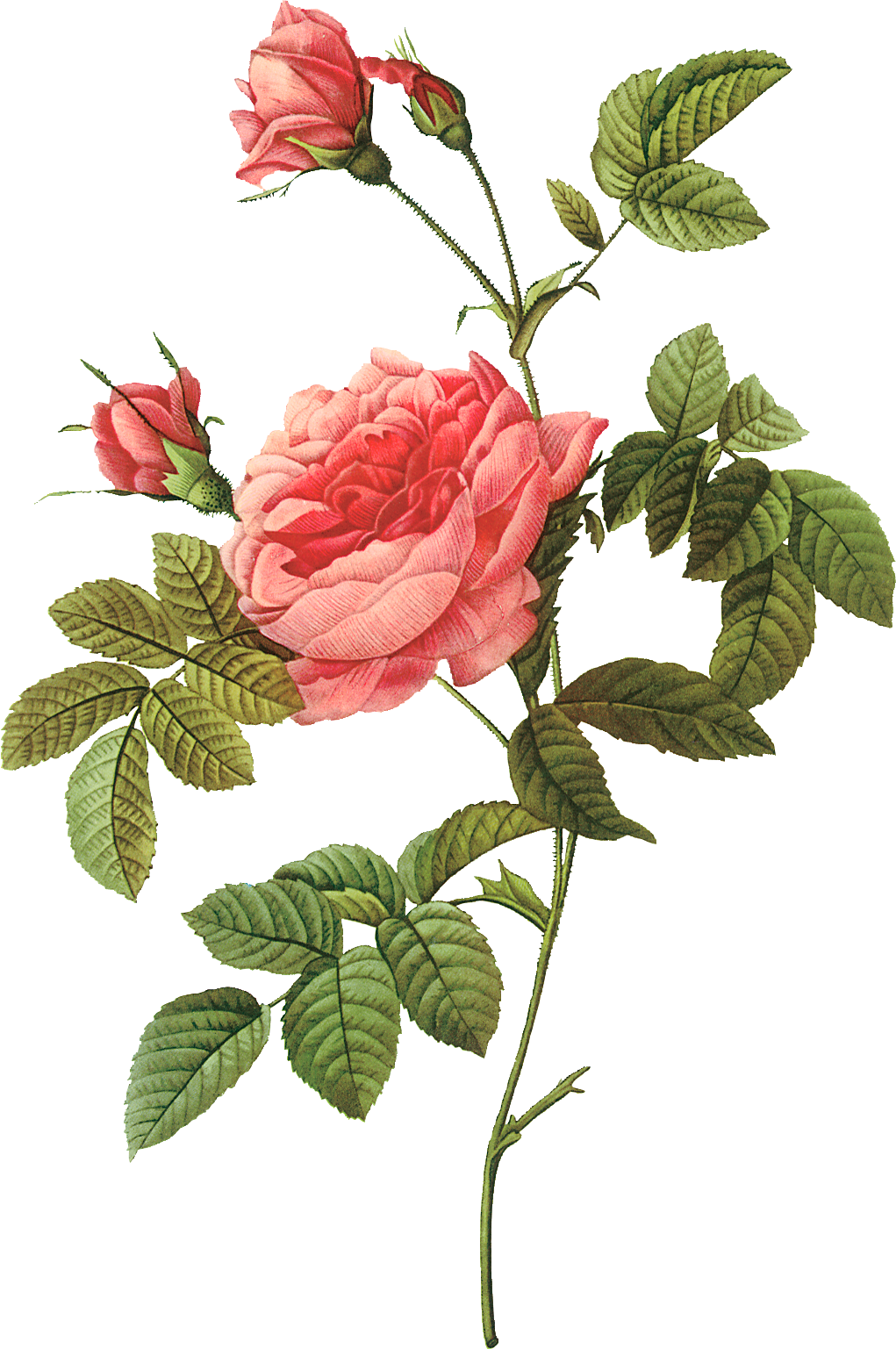 Pink 17591840 Plant Rose Pierrejoseph Redoutxe9 Painter PNG Image