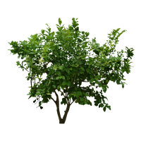 Leaf Plant Tree Shrub PNG Image High Quality PNG Image