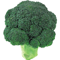 Broccoli Png Image PNG Image