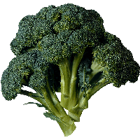 Broccoli Png Image