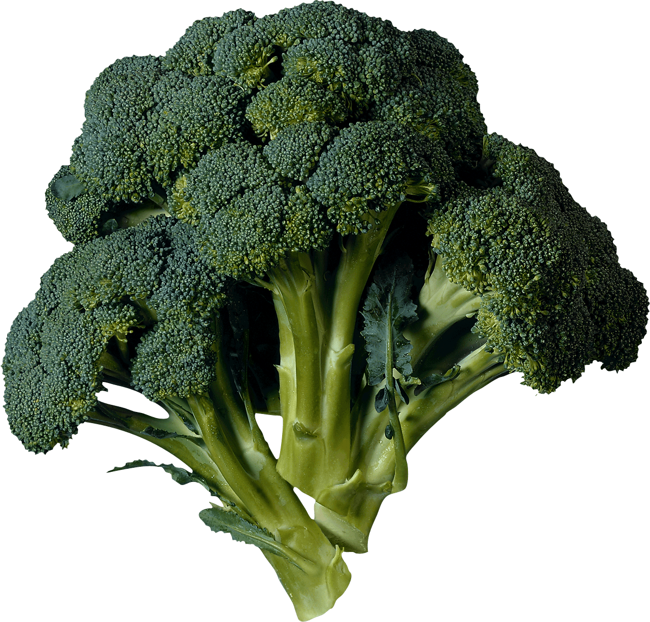 Download Broccoli Png Image HQ PNG Image | FreePNGImg