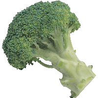 Broccoli Png Image