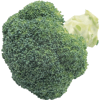 Broccoli Png Image