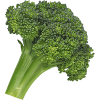 Broccoli Png Image PNG Image