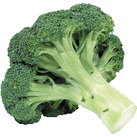 Broccoli Png Image