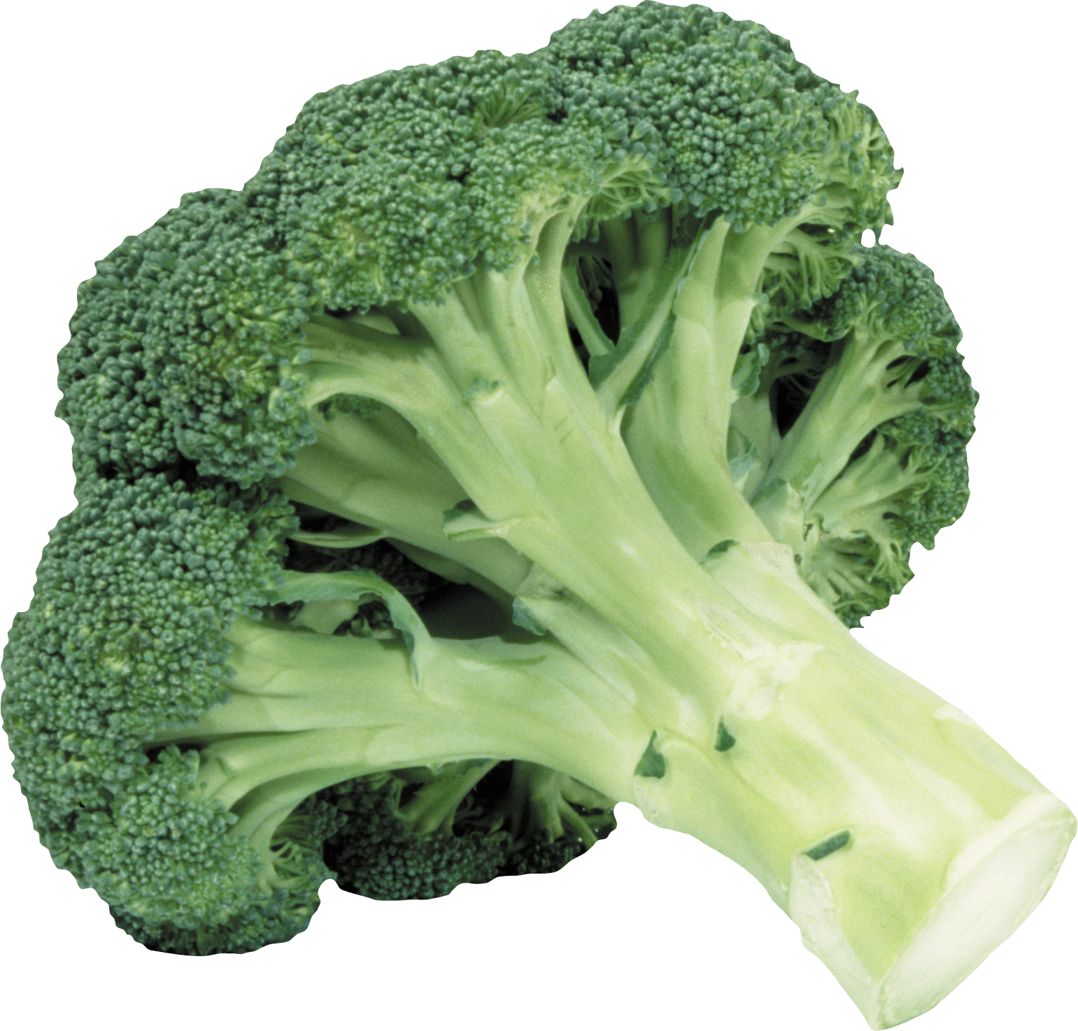 Broccoli Png Image PNG Image