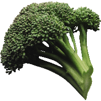 Broccoli Png Image PNG Image