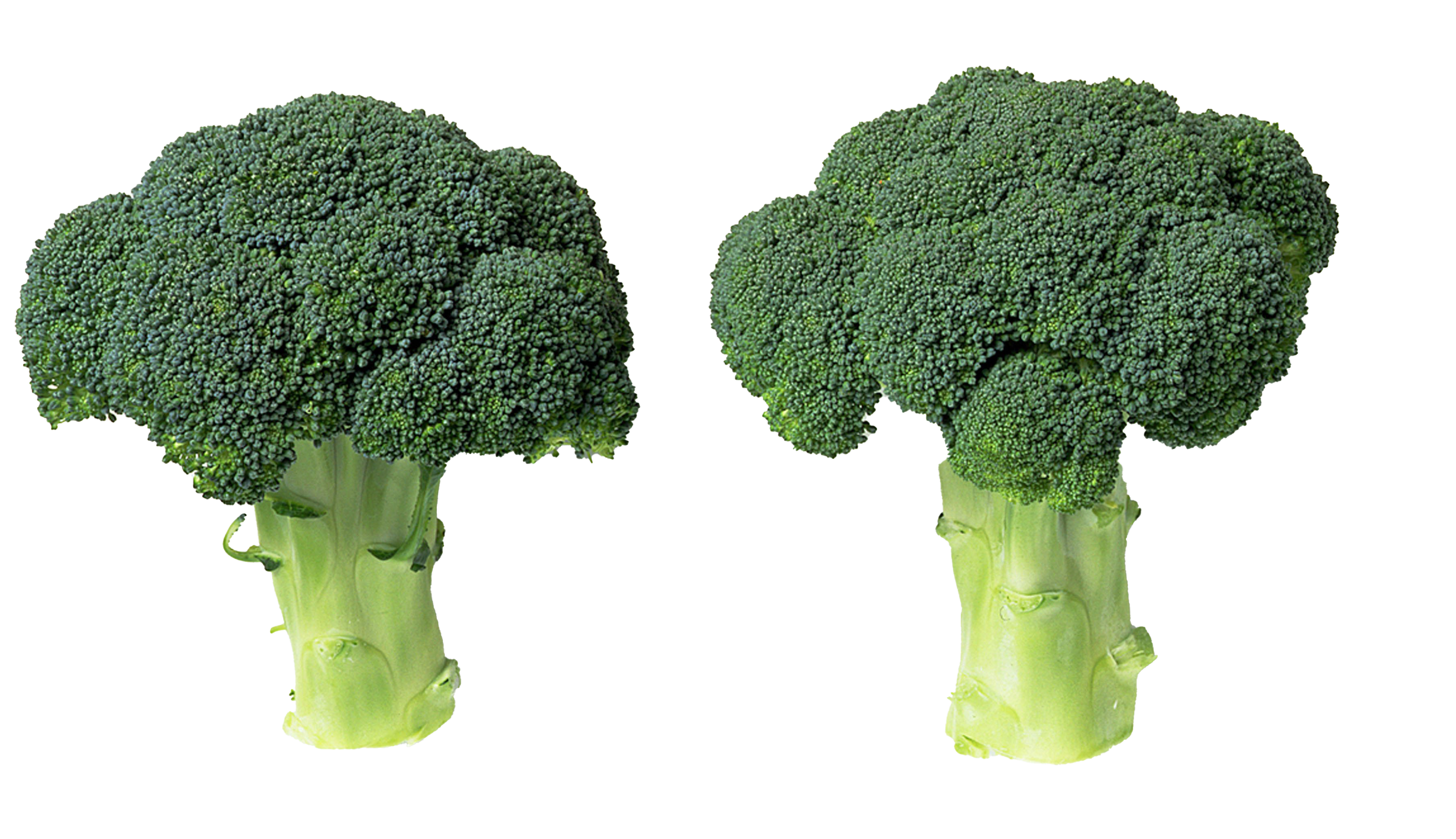 Green Broccoli Download HD PNG Image
