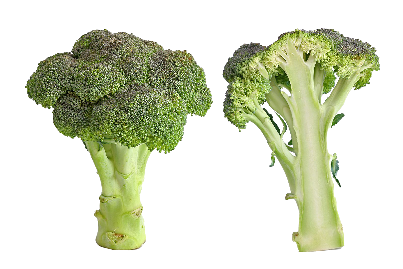 Green Broccoli Download HQ PNG Image
