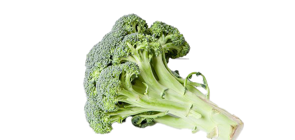 Green Broccoli Download Free Image PNG Image