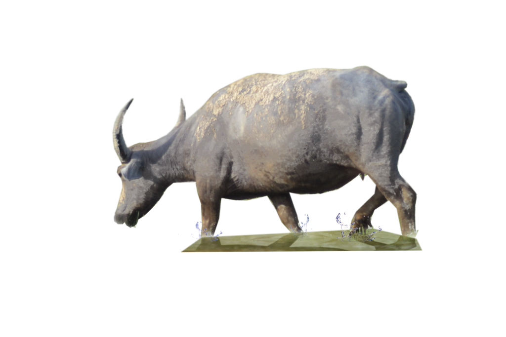 buffalo clipart