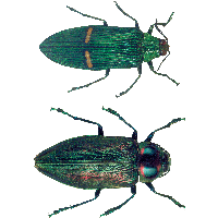 Bug Png Image PNG Image