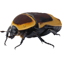 Bug Png Image PNG Image