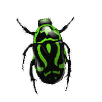 Green Bug Png Image Insect Png PNG Image