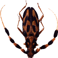 Bug Png Image PNG Image