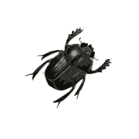 Bug Png Image PNG Image