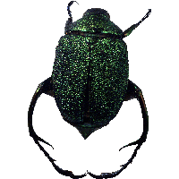 Bug Png Image PNG Image