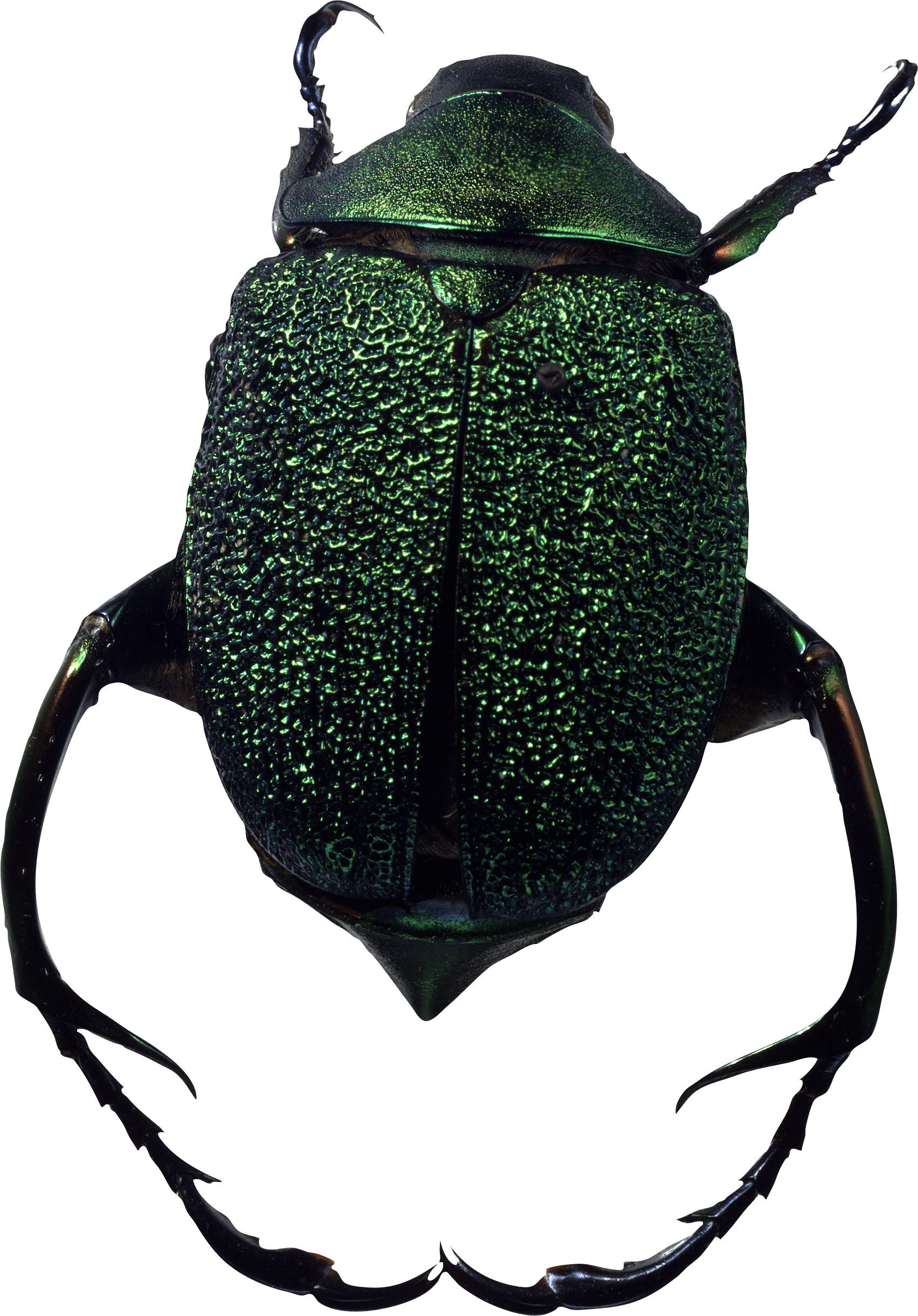 Bug Png Image PNG Image