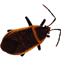 Bug Png Image