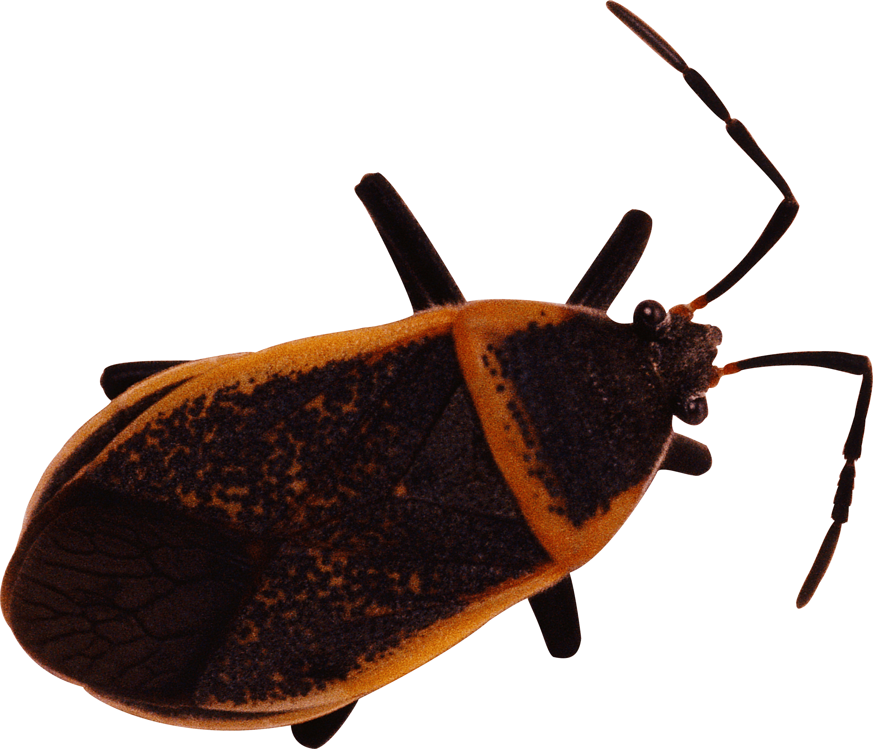 Bug Png Image PNG Image