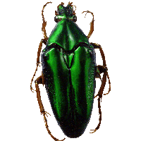 Green Bug Png Image