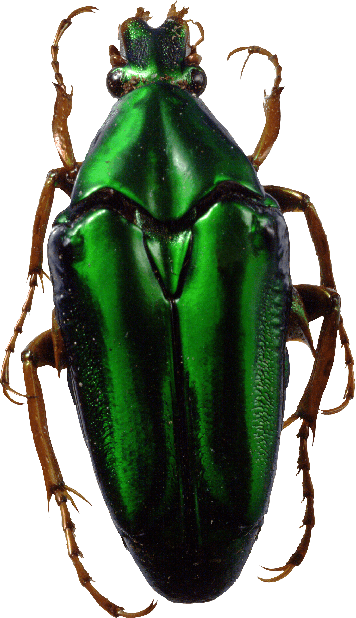 Green Bug Png Image PNG Image