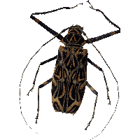 Bug Png Image