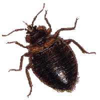 Bug Png Image PNG Image