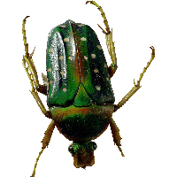 Bug Png Image