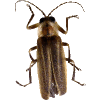 Bug Png Image