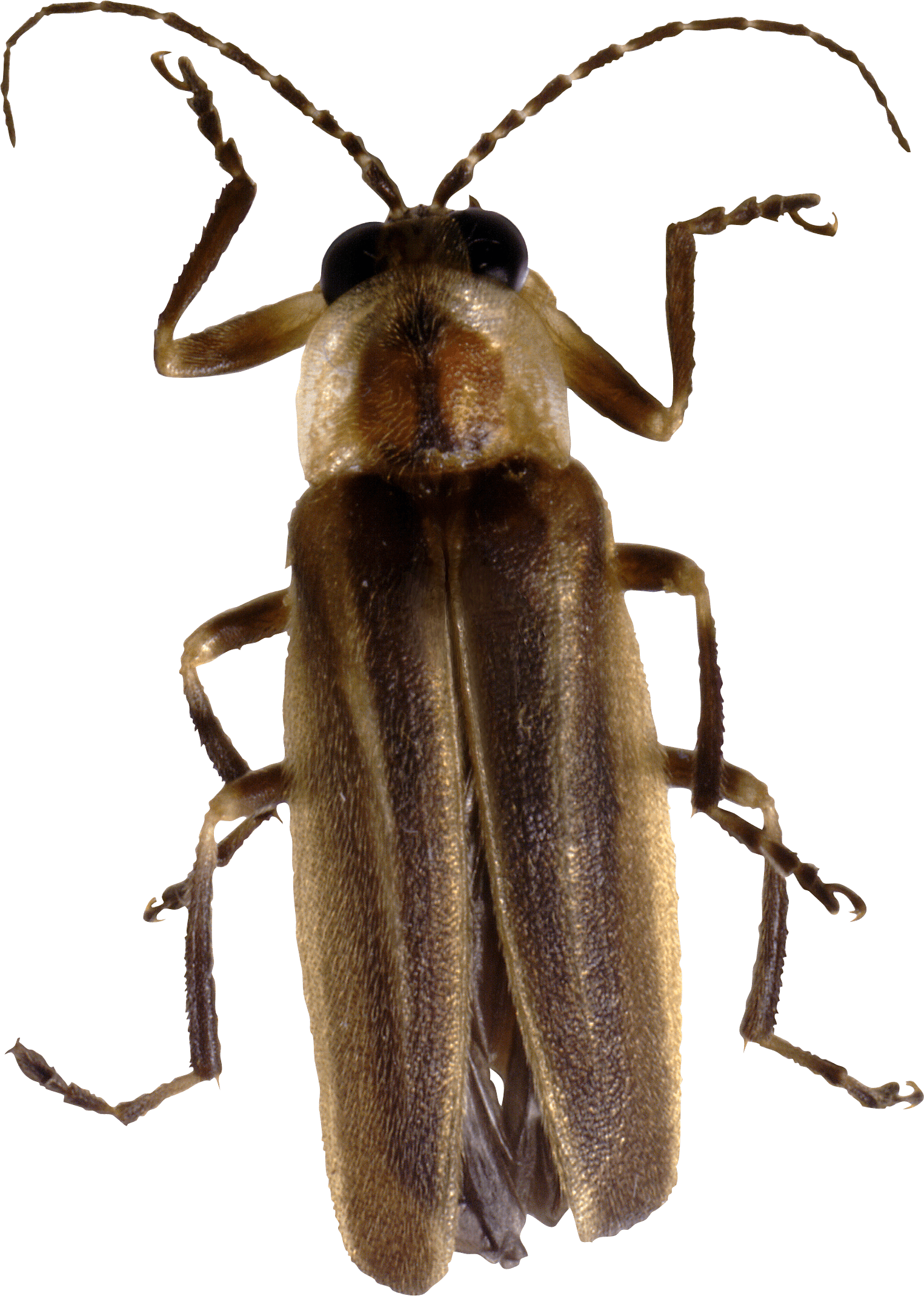 Bug Png Image Transparent PNG Image