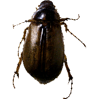 Roach Bug Png Image