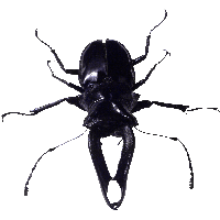 Bug Png Image PNG Image