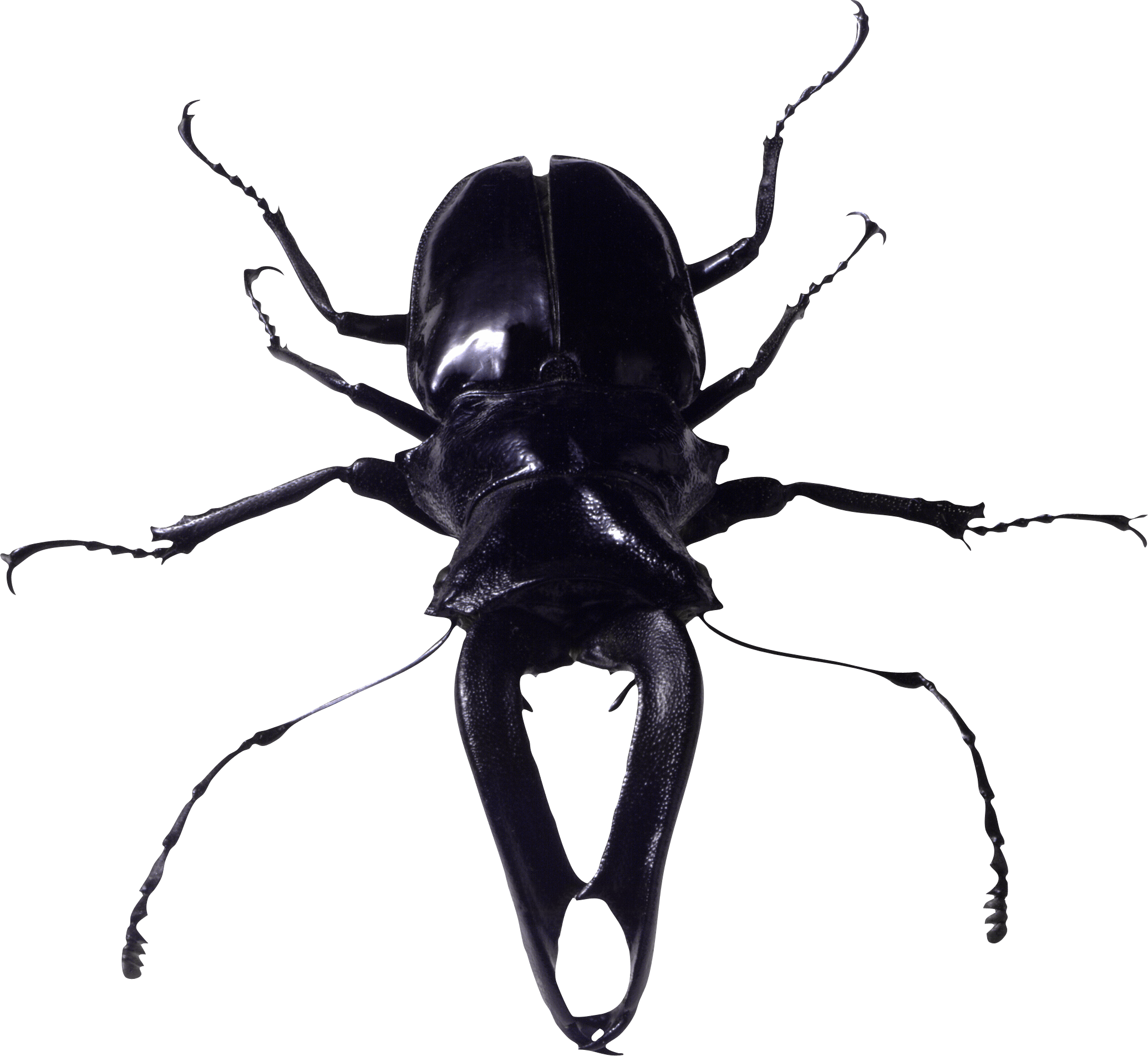 Bug Png Image PNG Image