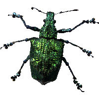 Insect Bug Png Image PNG Image