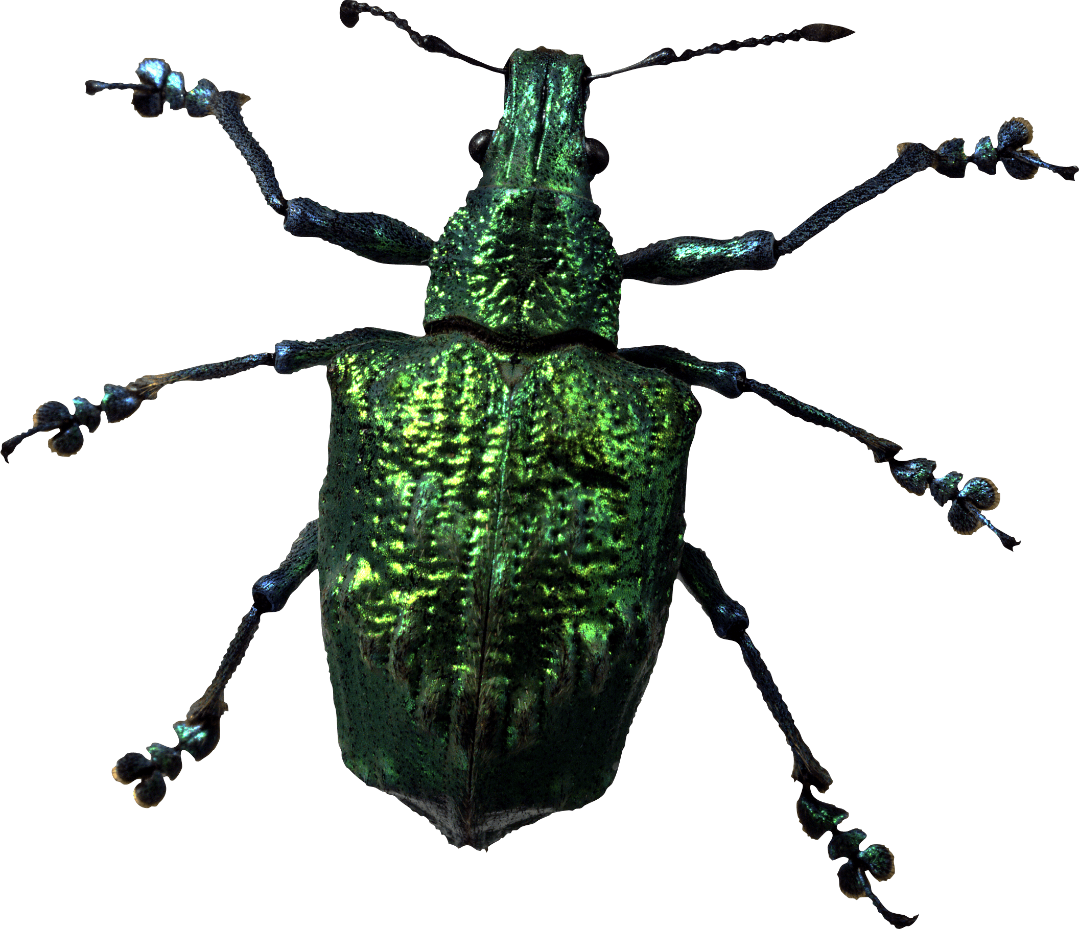 Insect Bug Png Image PNG Image