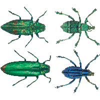 Bug Png Image