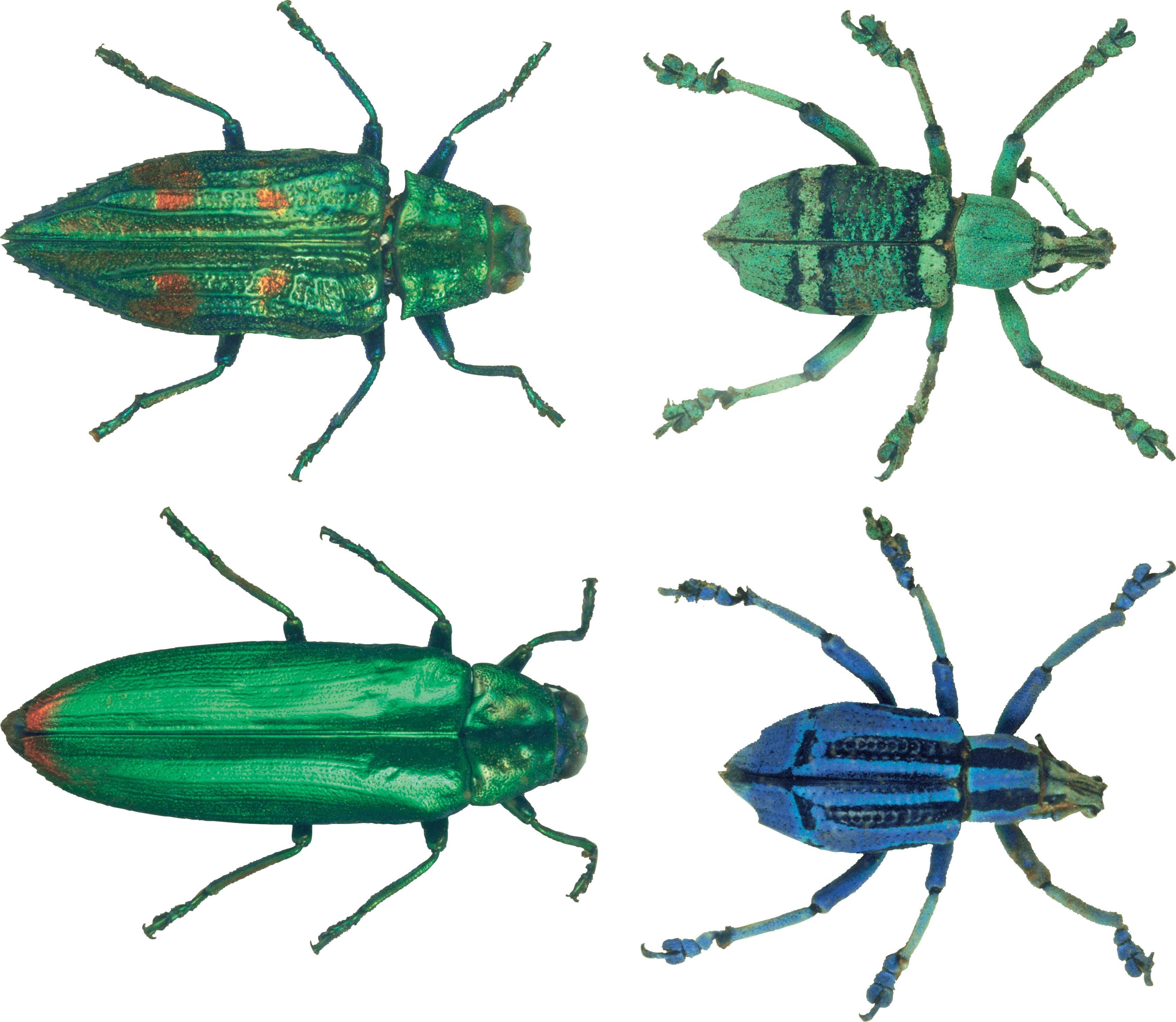 Bug Png Image PNG Image