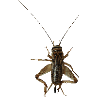 Insect Bug Png Image PNG Image