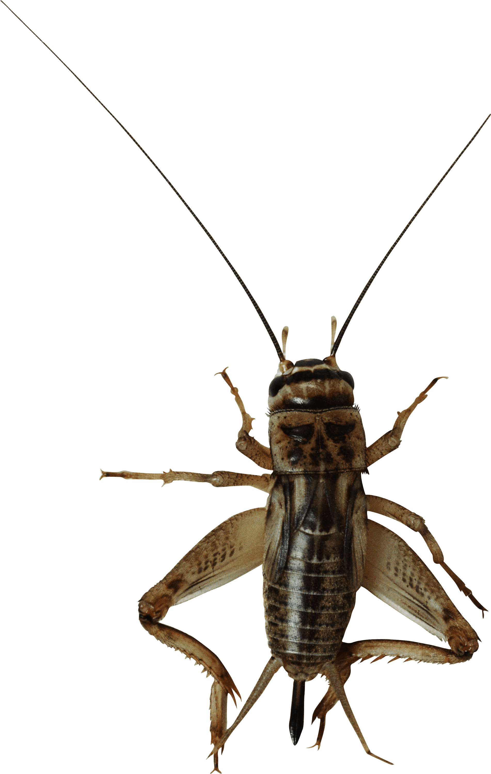 Insect Bug Png Image PNG Image