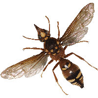 Bug Png Image